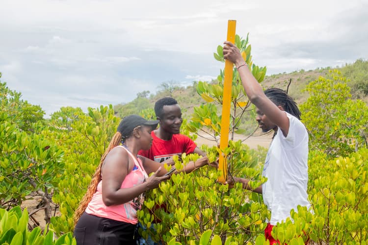 <p>Big Ship staff measuring mangroves for the MRV process</p>