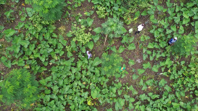 <p>Drone image showing the new canopy resulting from reforestation efforts</p>